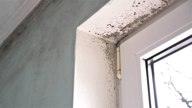 Best Residential Mold Removal  in Eastpoint, FL
