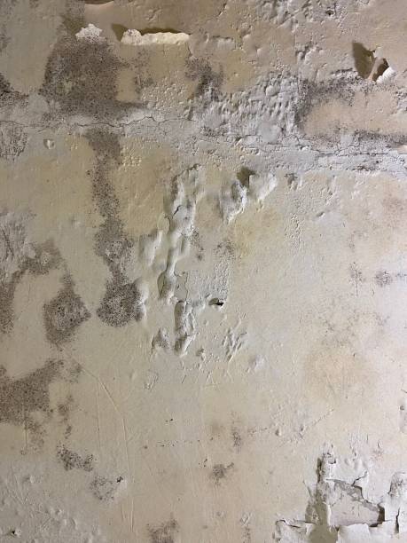 Best Attic Mold Removal  in Eastpoint, FL