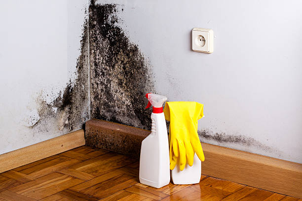 Best Mold Removal Company Near Me  in Eastpoint, FL