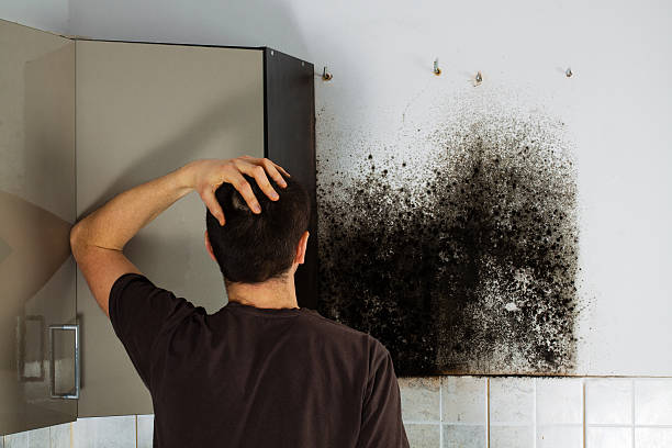 Mold Removal and Inspection in Eastpoint, FL