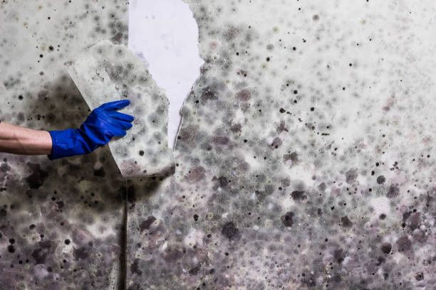 Best Office Mold Removal Services  in Eastpoint, FL