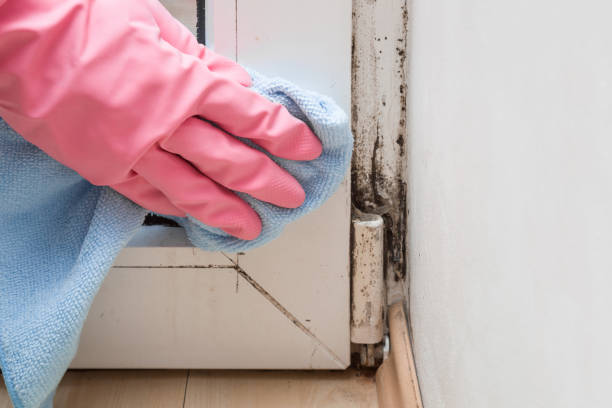 Best Mold Remediation Services  in Eastpoint, FL